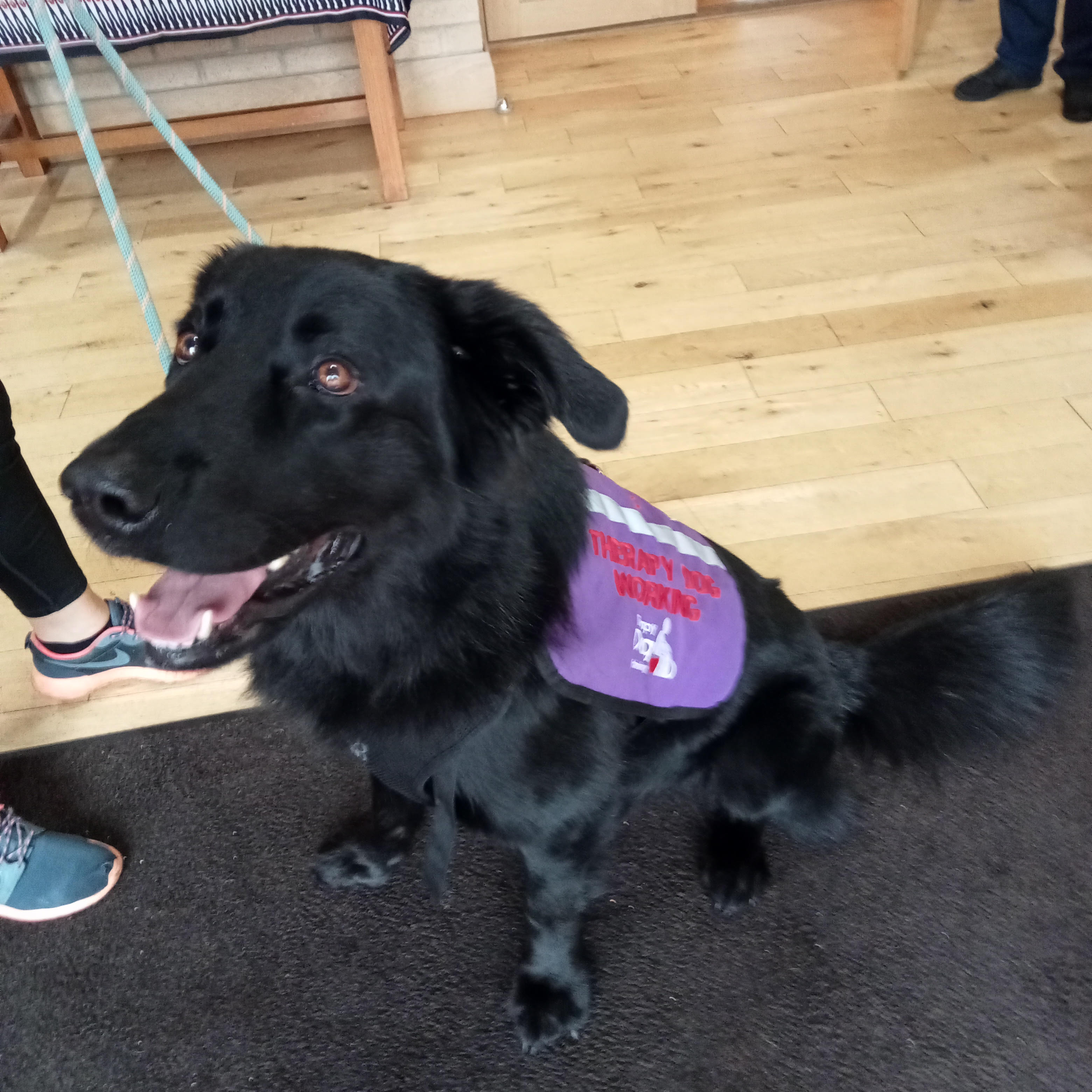 Bob Therapy Dog