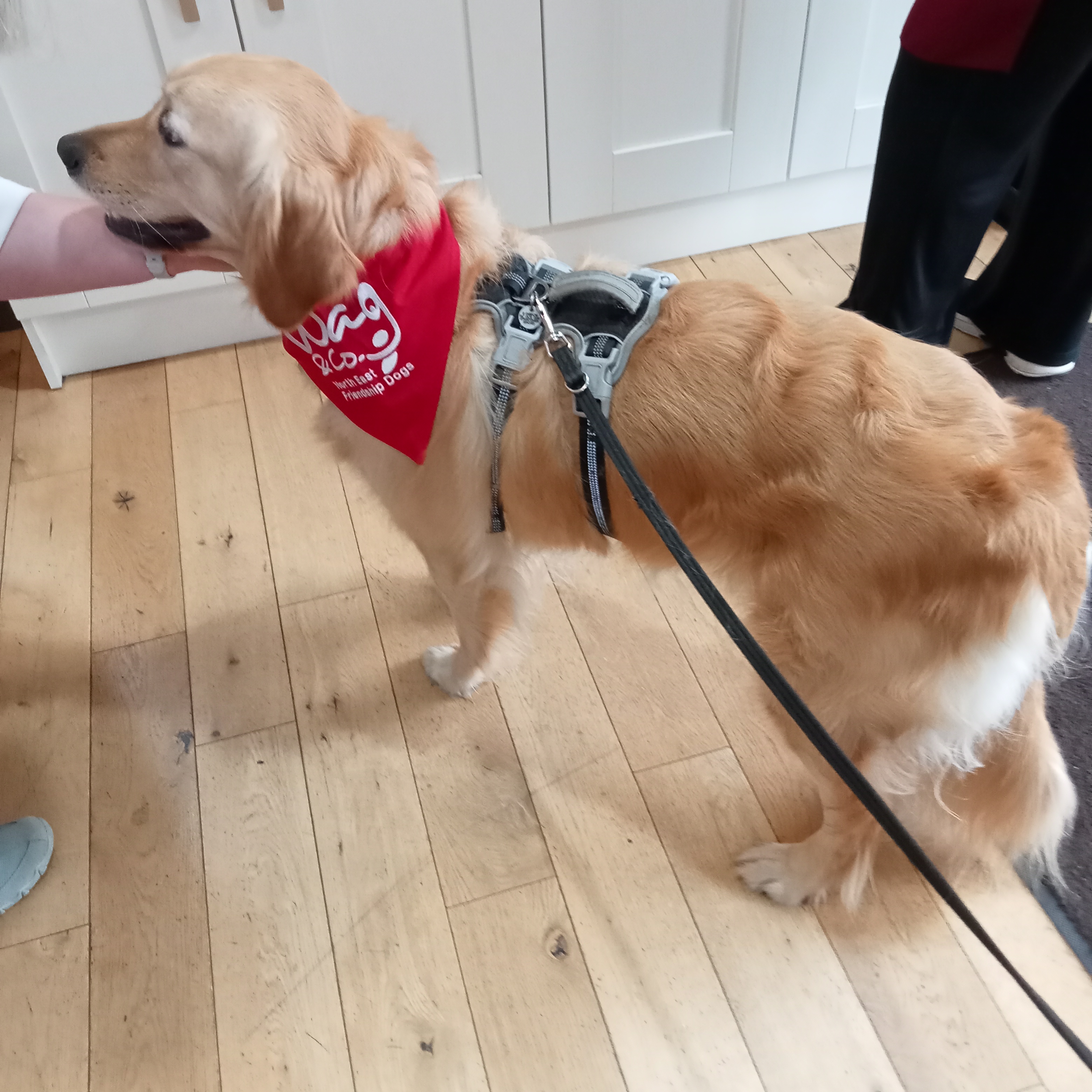 WAG and Co Therapy dog 
